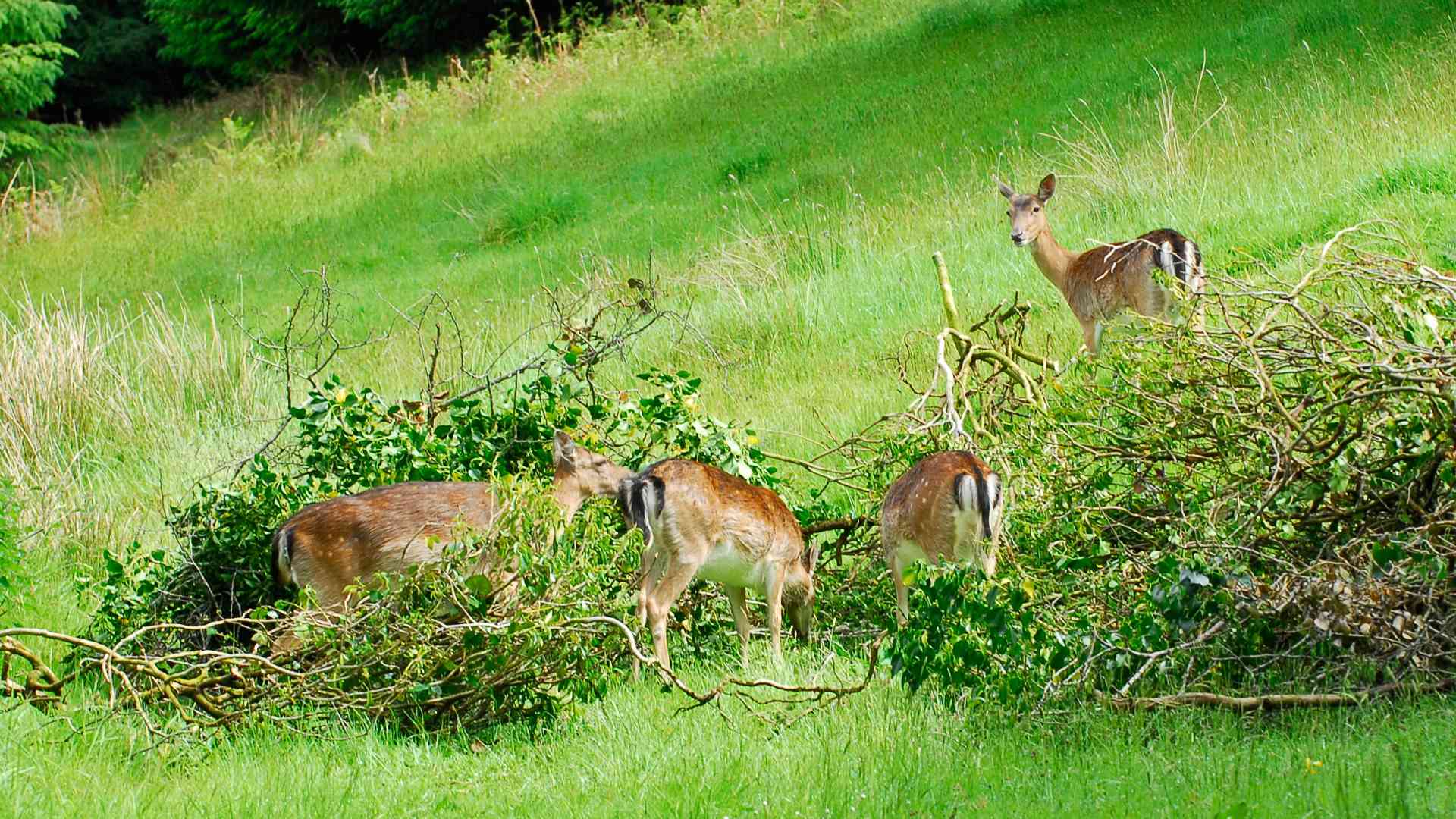 dsc0327 w1920h1080 Deer in a field