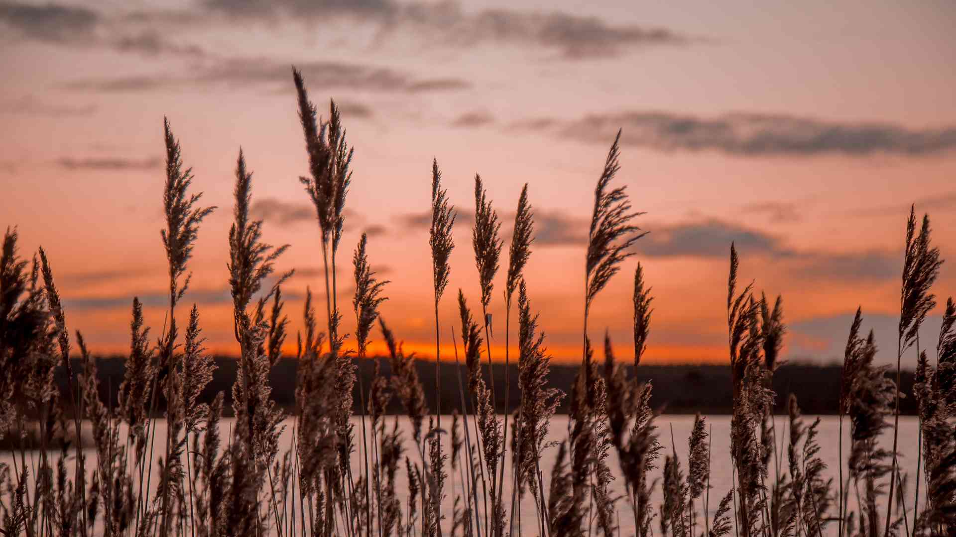 Sunset at Lough Boora Parklands