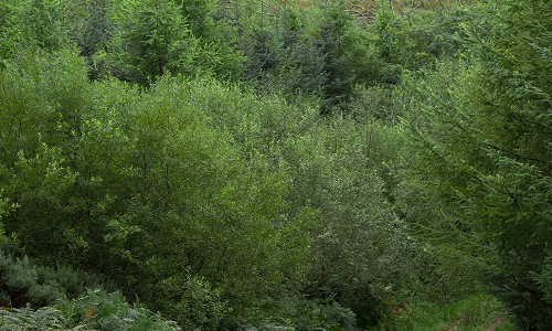 p8270075 w500h300 Scenic nature photo