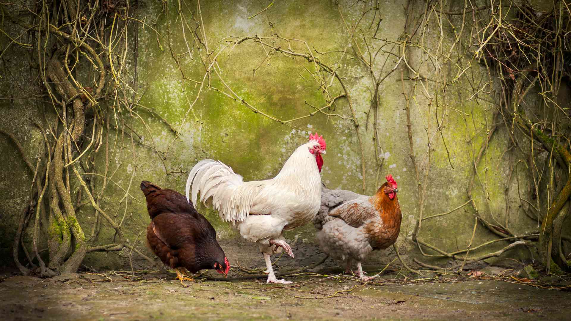 roundwood house 9 hannahs hens